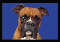 Boxer 15x15 Tamaño Directo